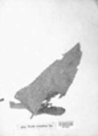 Coleosporium tussilaginis image